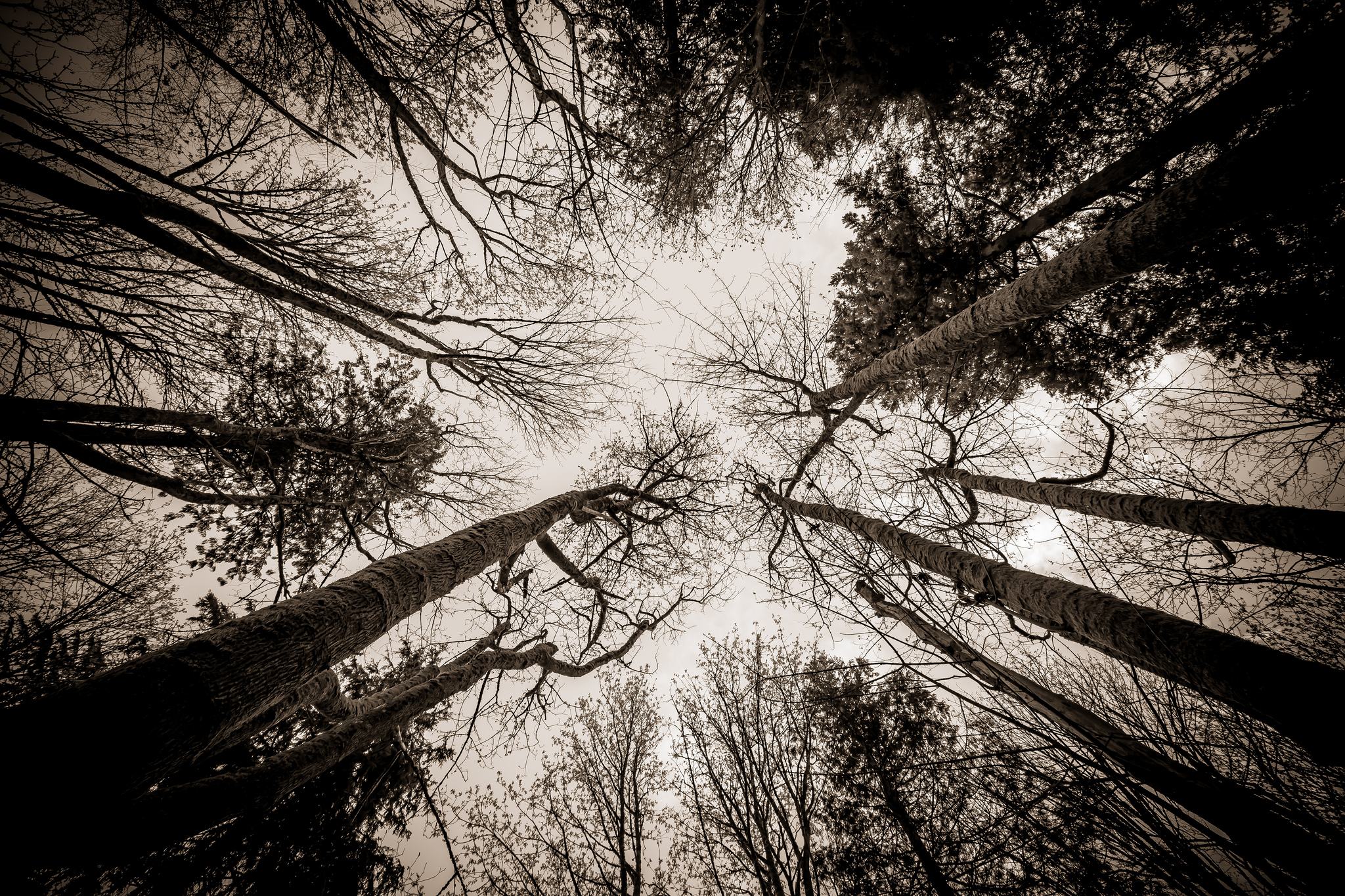 photograph of trees extending into the sky