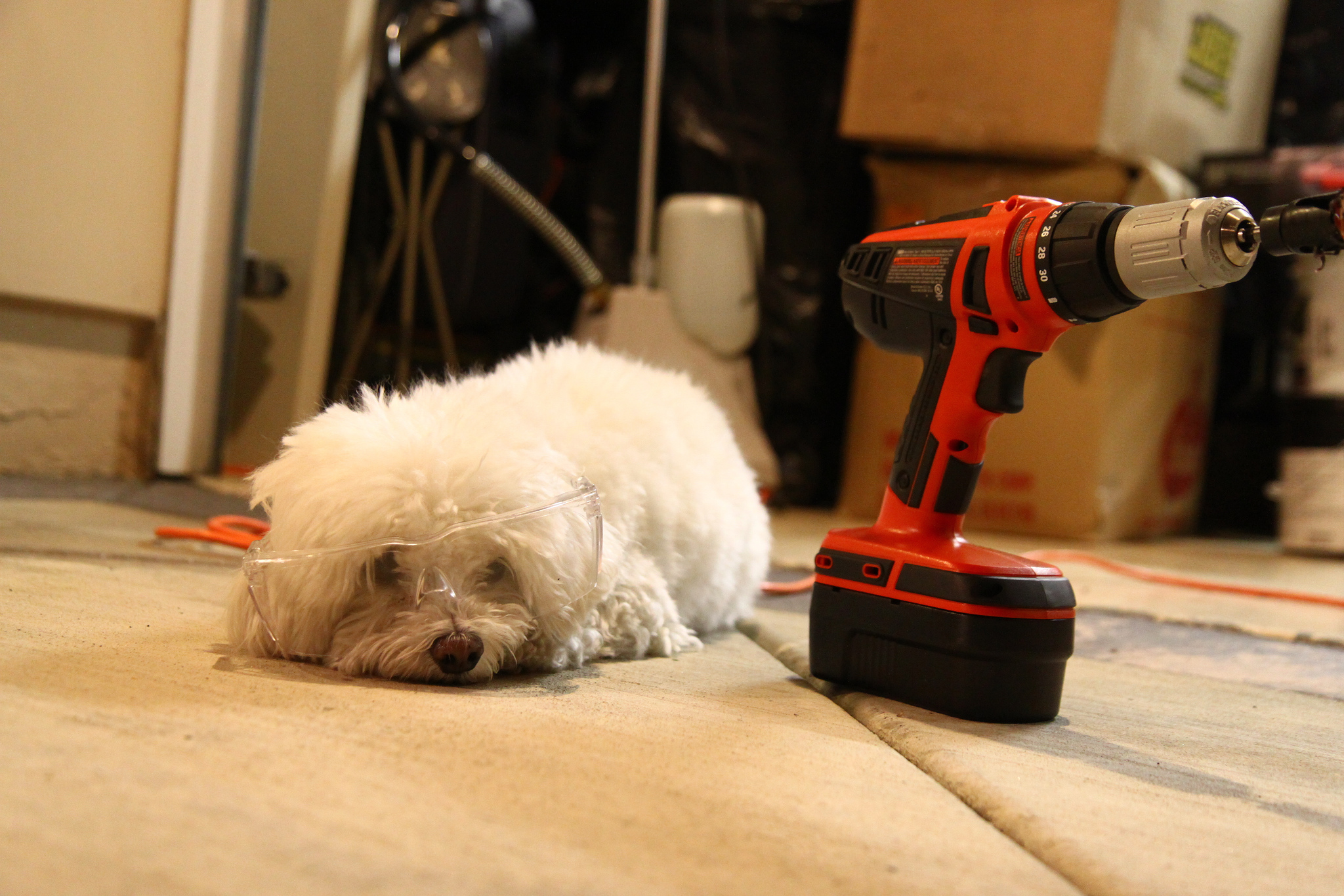 small dog eyeing a power tool