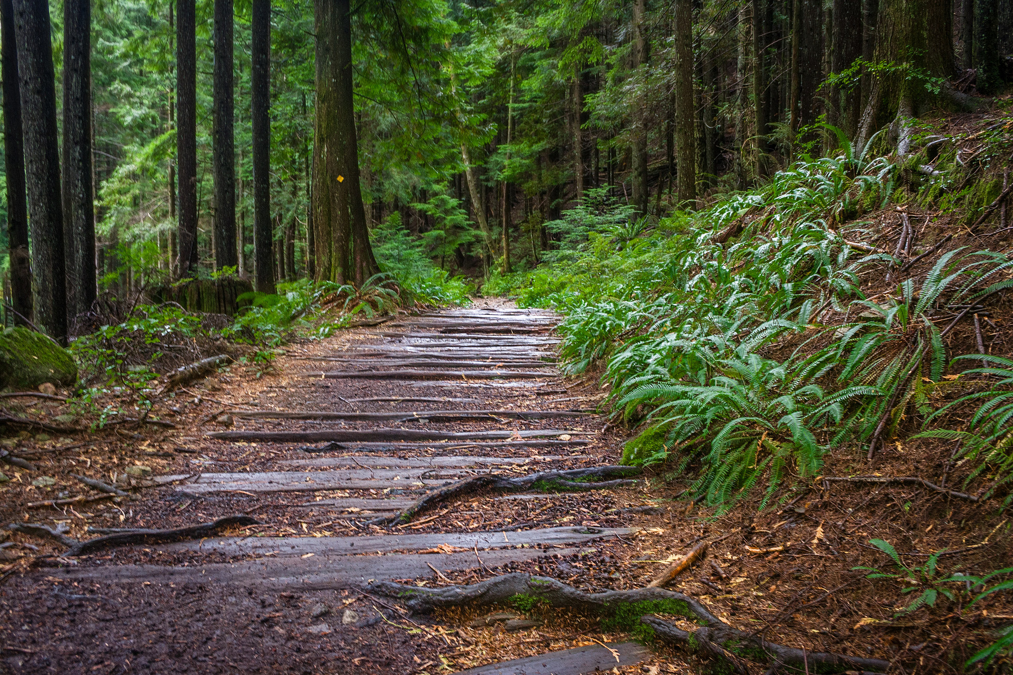 photograph of a footpath with tree roots running through