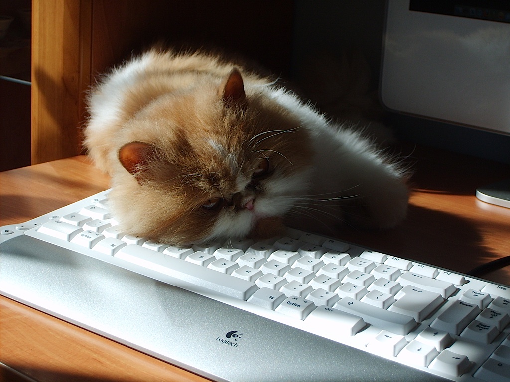 Cat sleeping on a computer keyboard